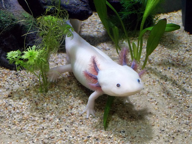 En albino axolotl i et akvarium