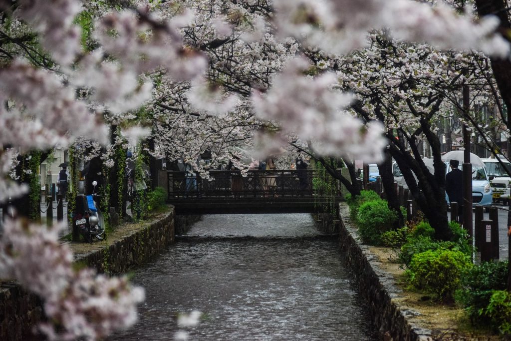 Kirsebærblomsting i Japan