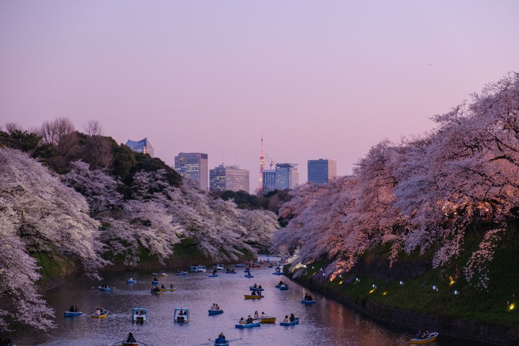 Kirsebærblomsting i Tokyo, Japan